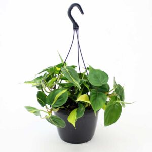 trau ba tim brazil Sweetheart 1