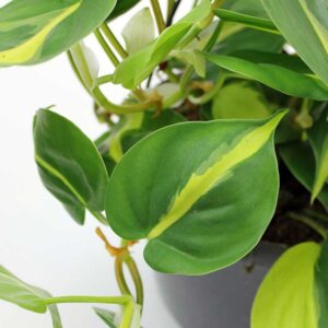 trau ba tim brazil Sweetheart 2