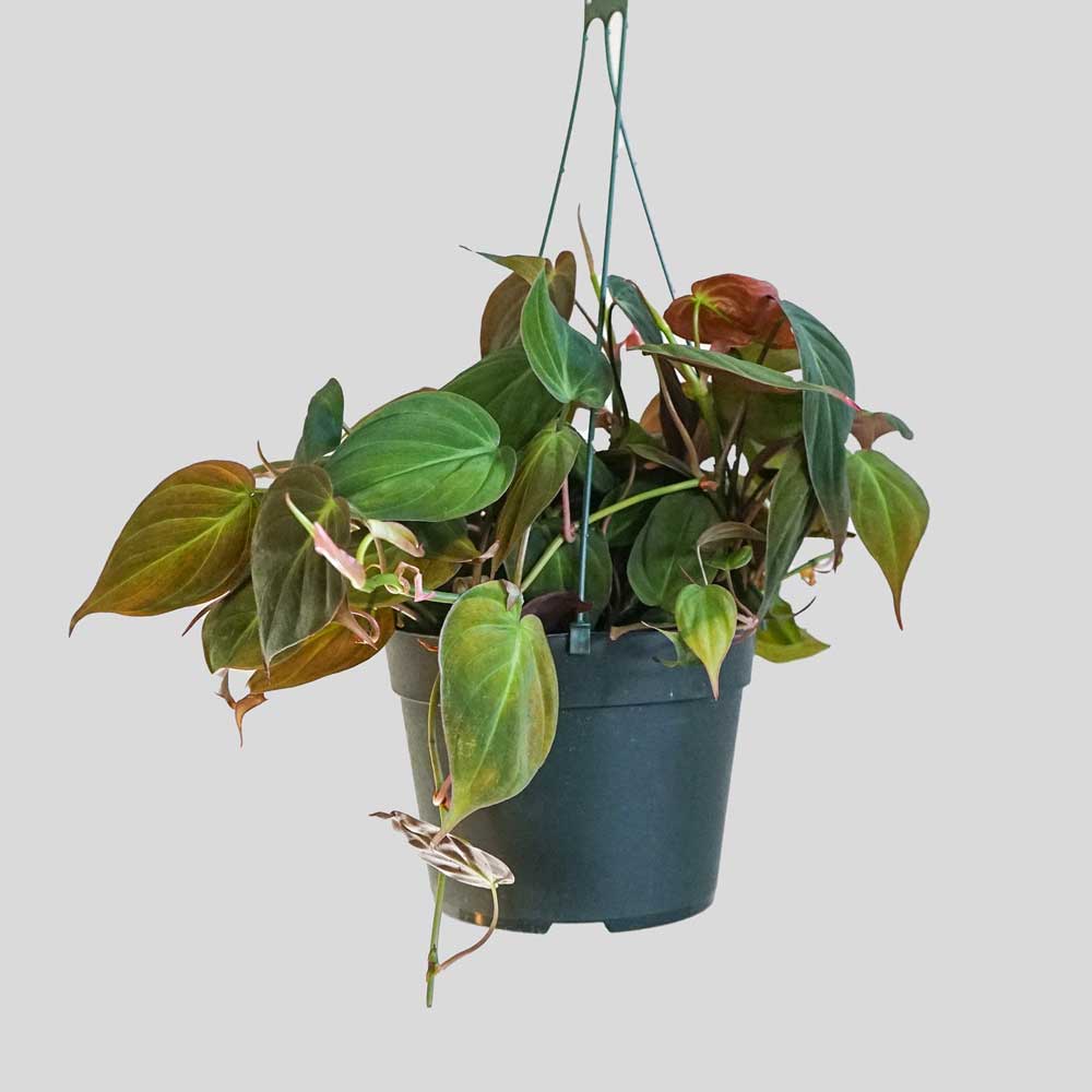 trau ba tim nau micans 1a