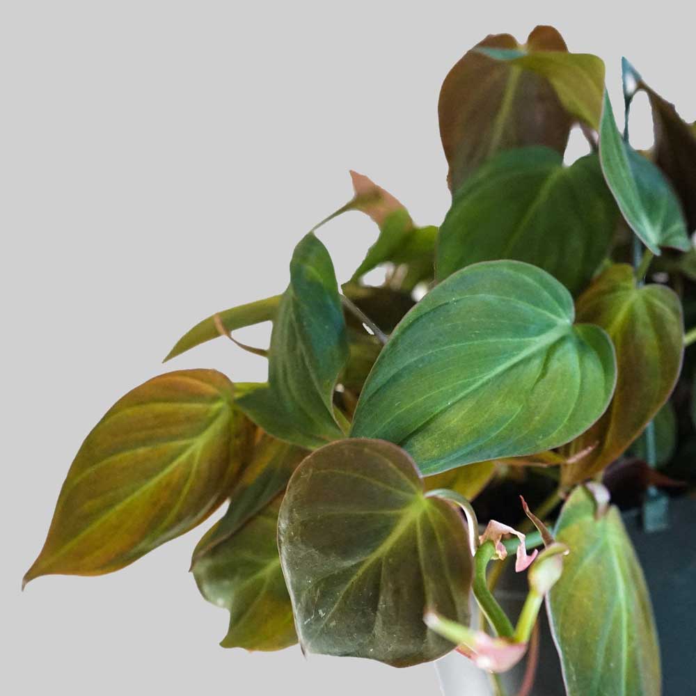 trau ba tim nau micans 2a