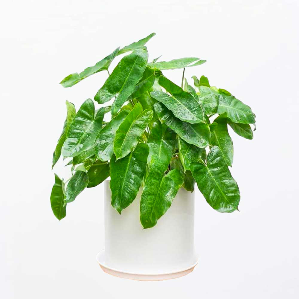 trau ba ty phu burle marx mowgarden