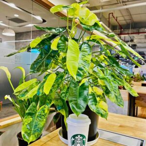 trau ba ty phu philodendron burle marx var