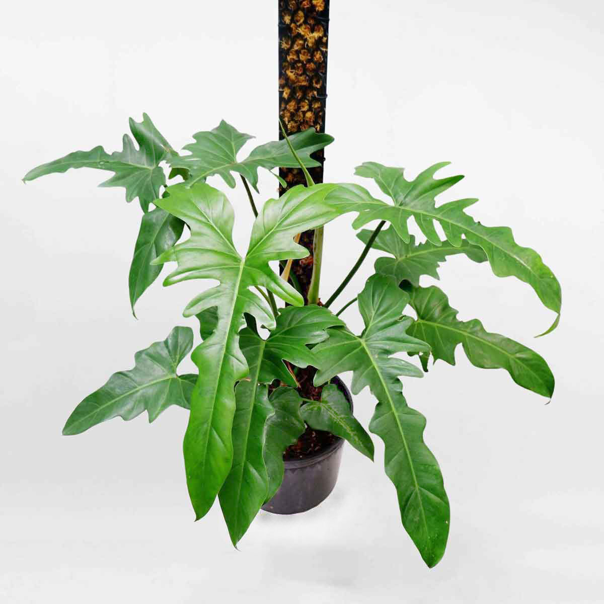trau rong gold dragon mowgarden