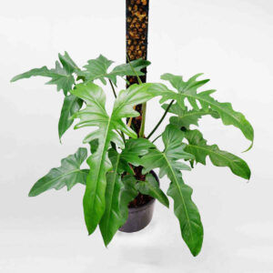 trau rong gold dragon mowgarden