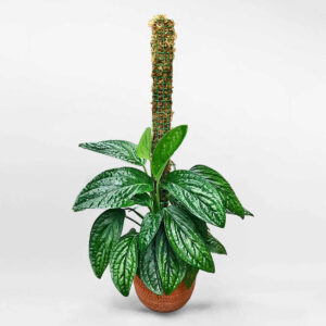 traubahanhphucmowgarden