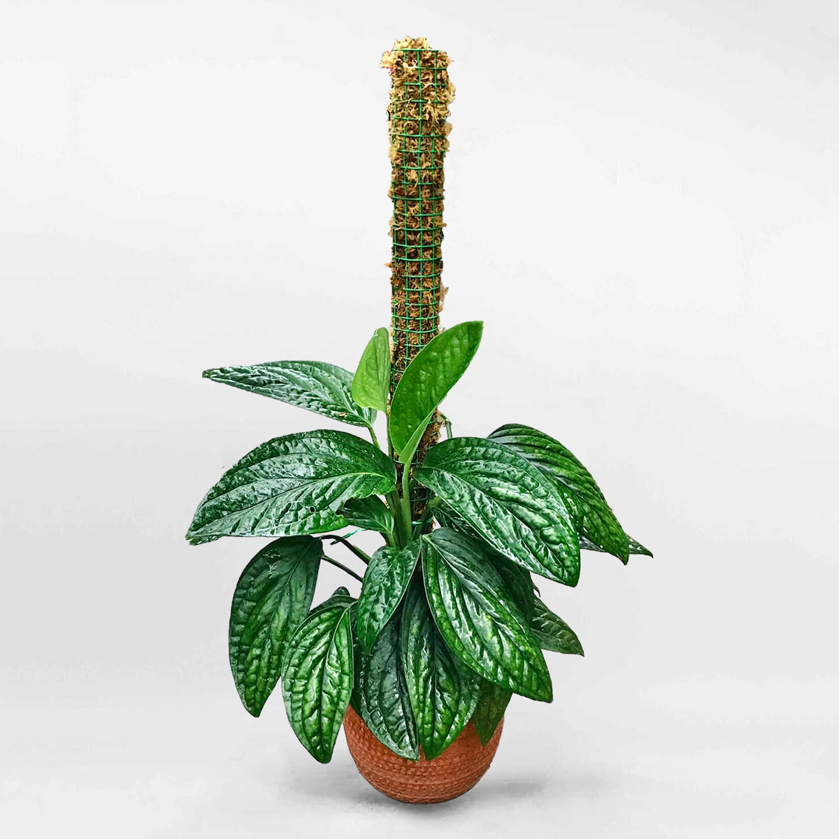 traubahanhphucmowgarden