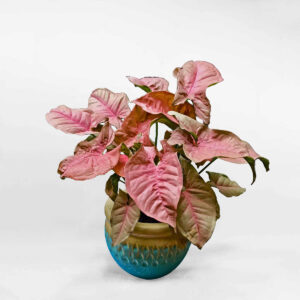 trocbachongmowgarden