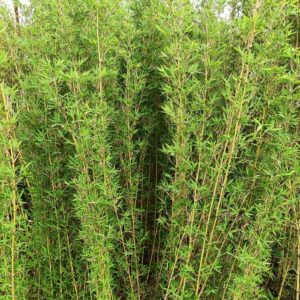 cây trúc quân tử