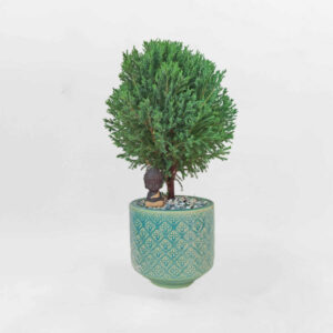 tung bong lai chu su de ban mowgarden