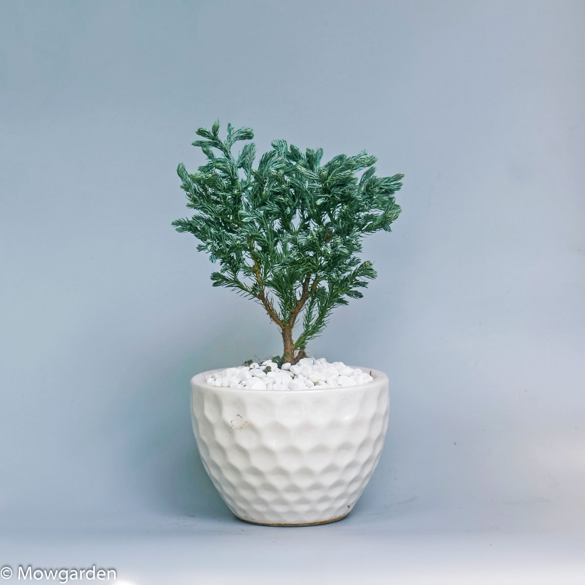 tuyettungdebanmowgarden