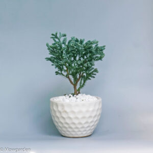 tuyettungdebanmowgarden