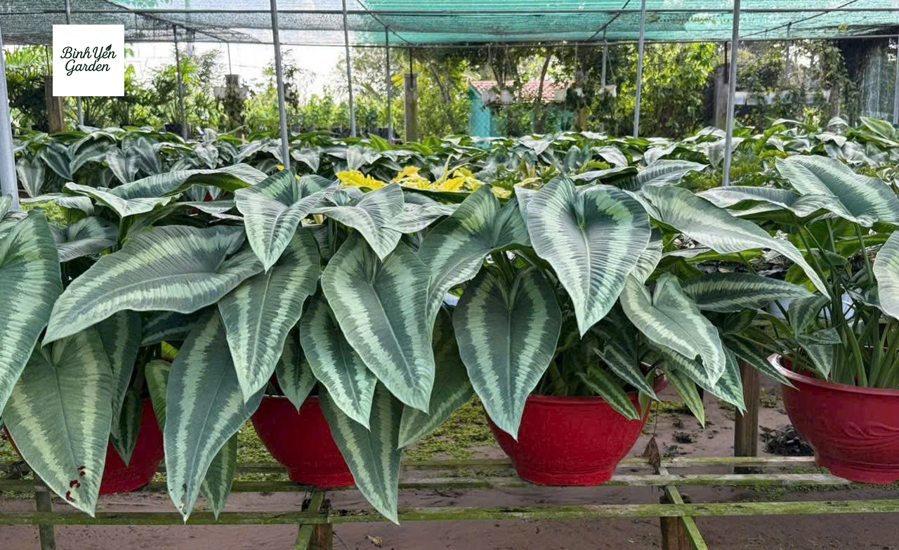 Cây Mường Thái