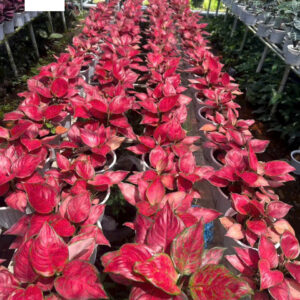 Cây Vạn Lộc Thái