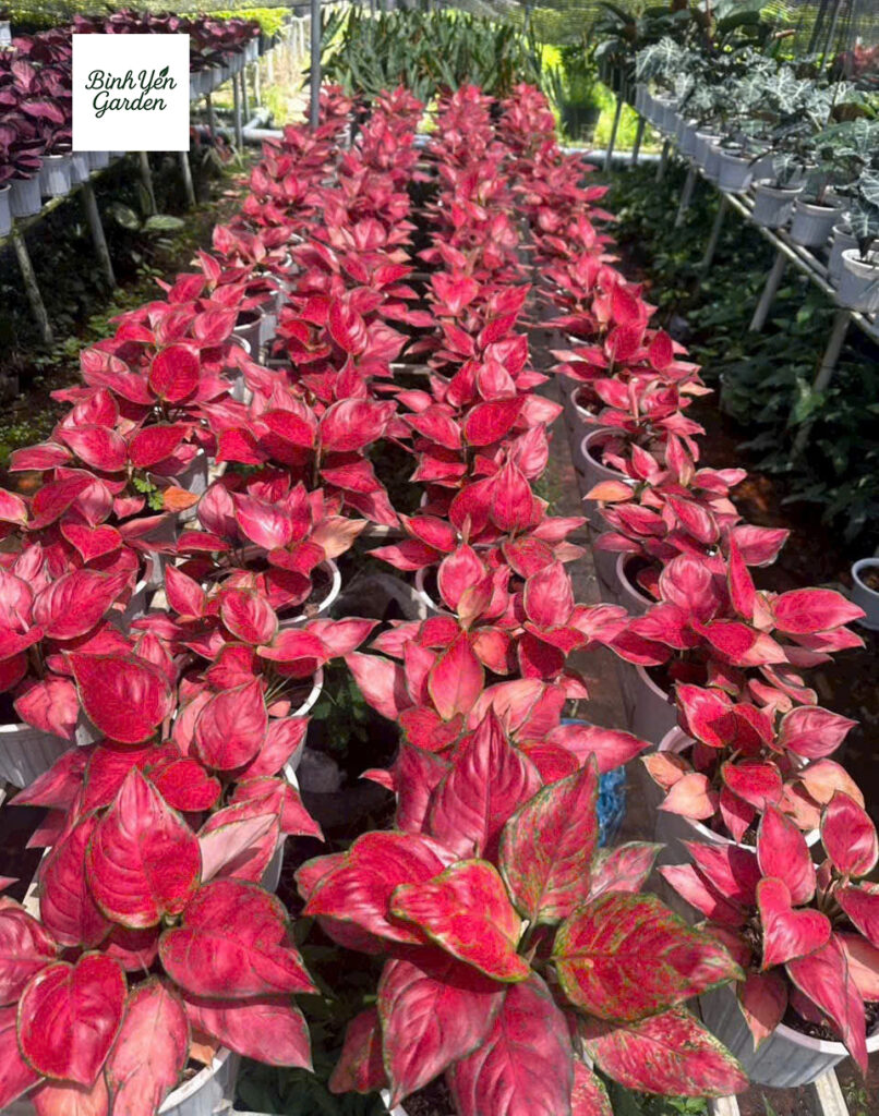 Cây Vạn Lộc Thái