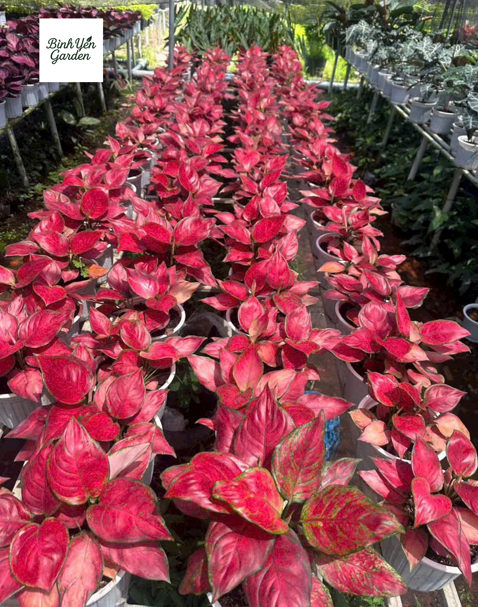 Cây Vạn Lộc Thái