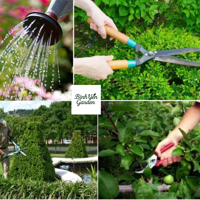 bảo dưỡng cây xanh