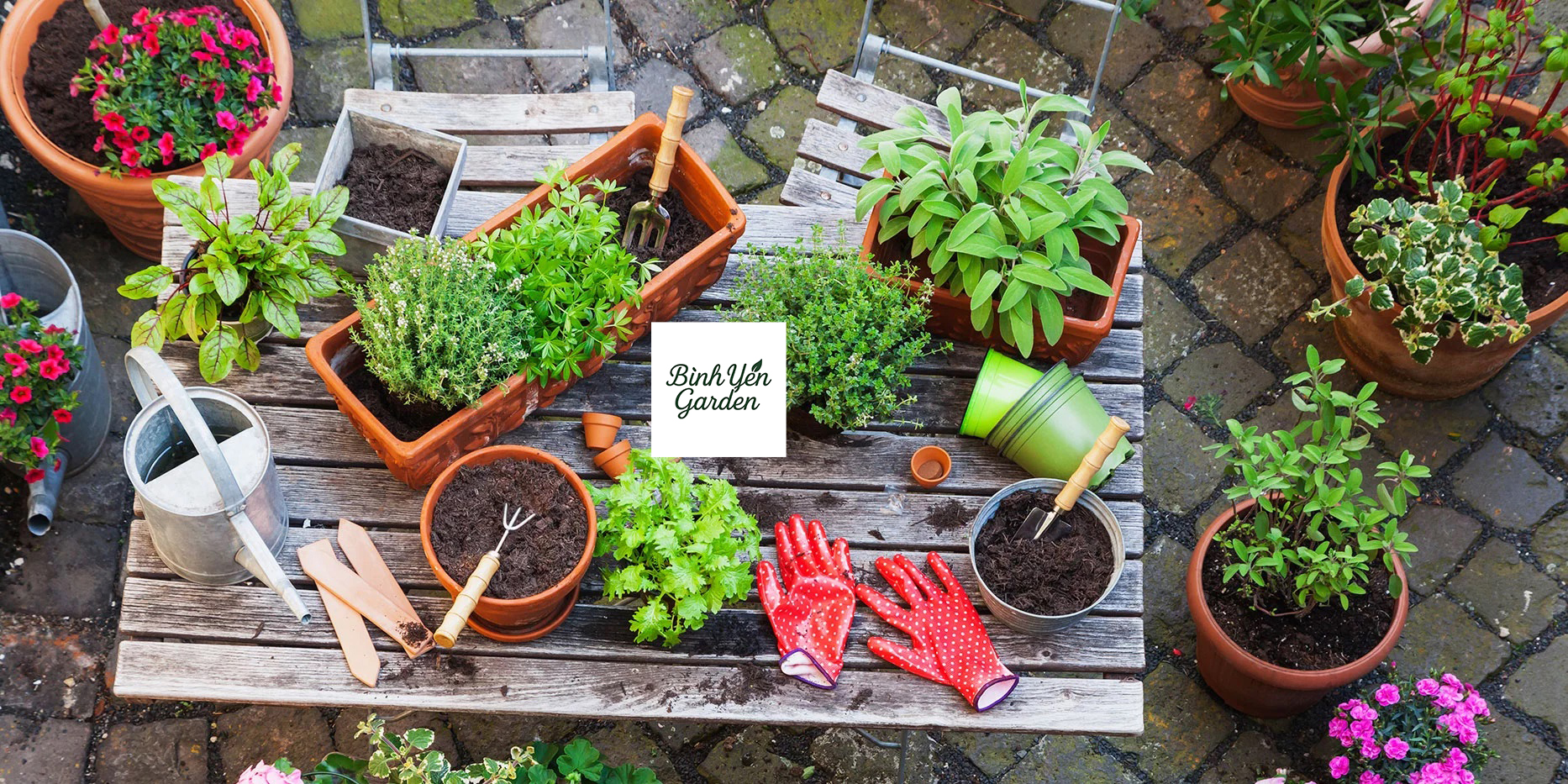 bảo dưỡng cây xanh