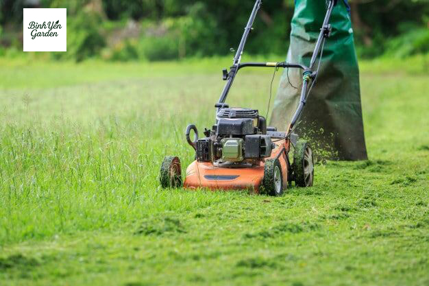 dịch vụ cắt cỏ