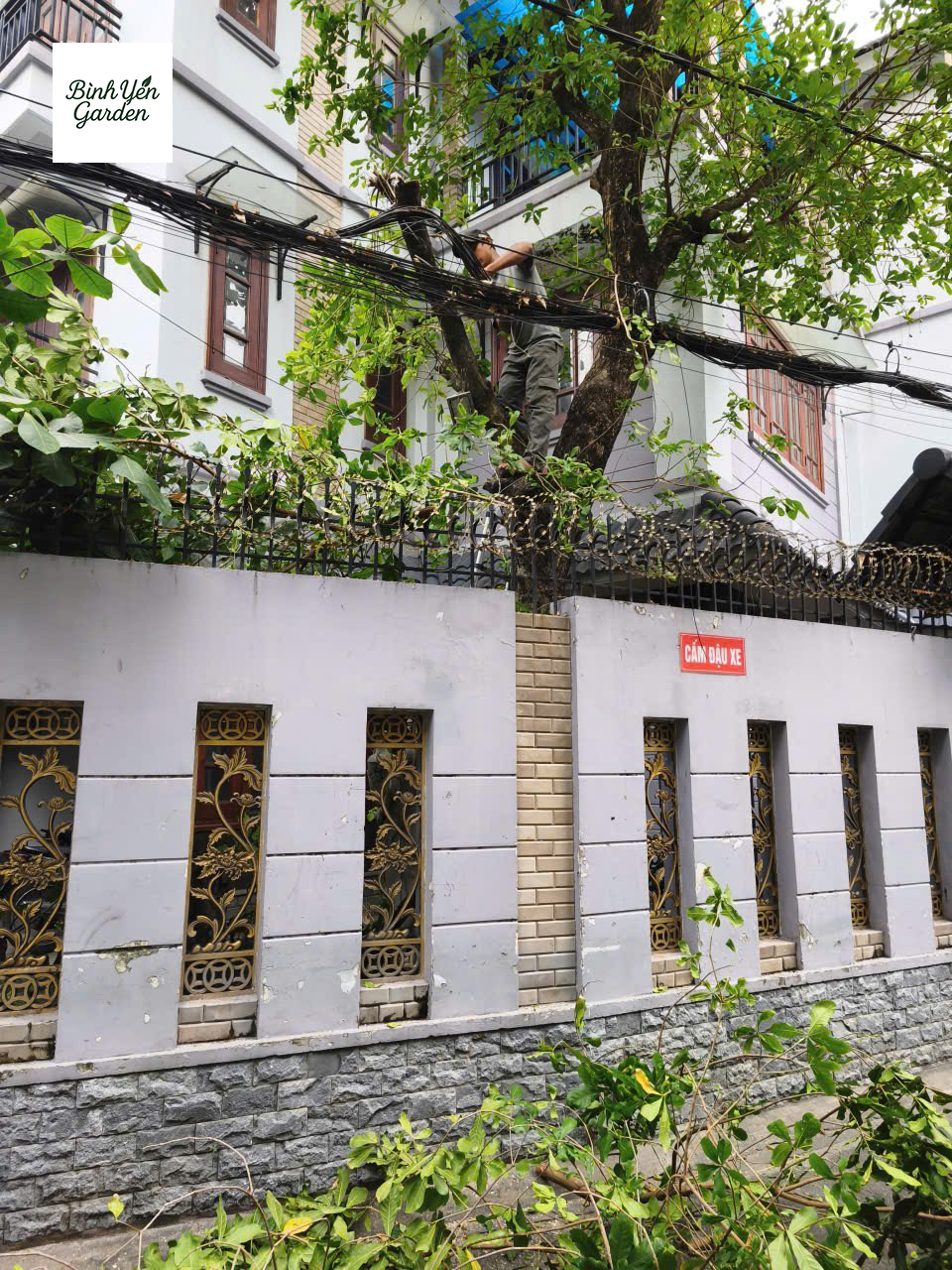 cắt tỉa cây xanh