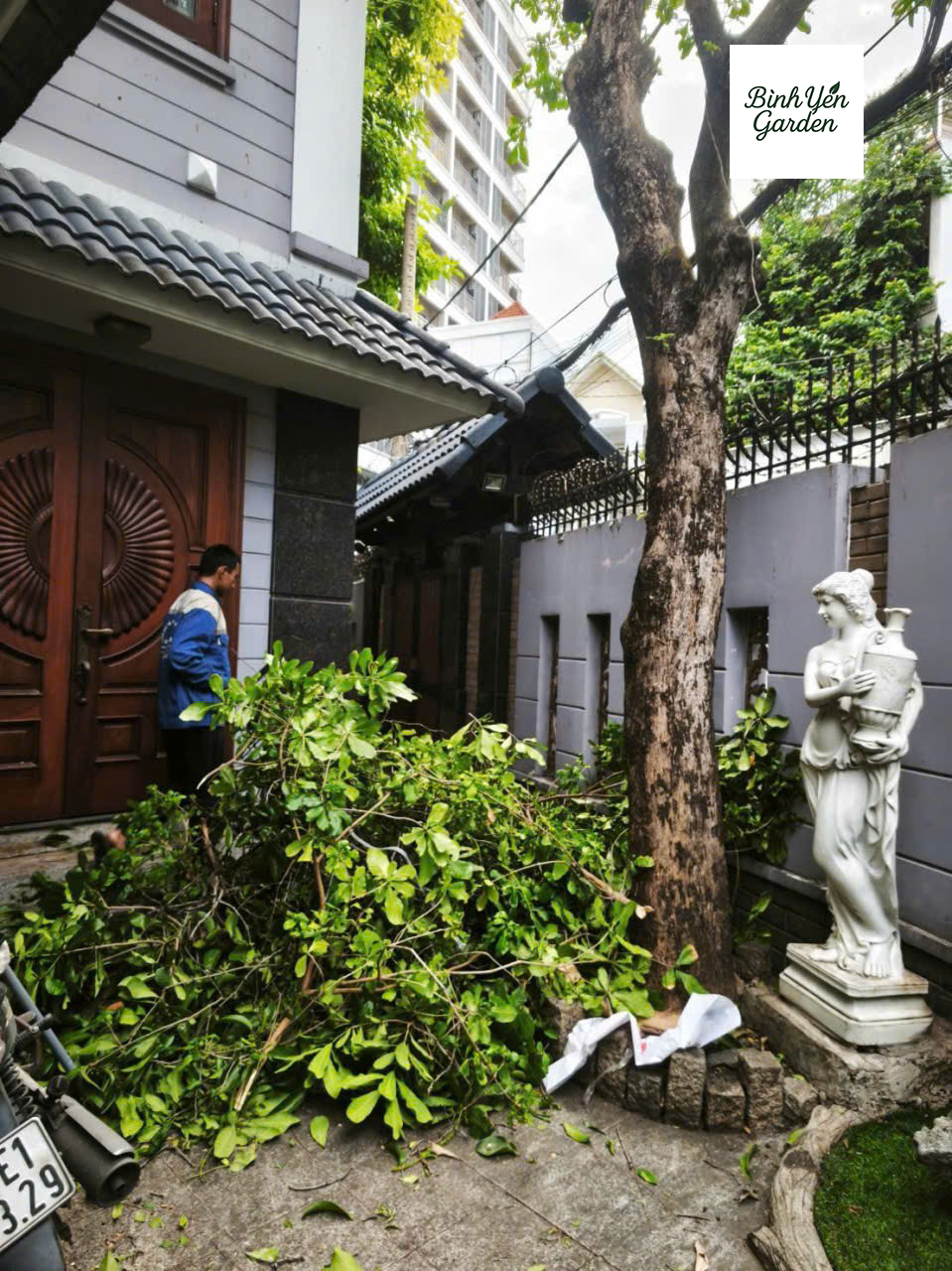 cắt tỉa cây xanh