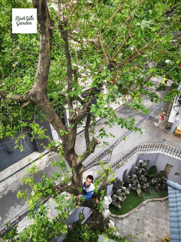 cắt tỉa cây xanh