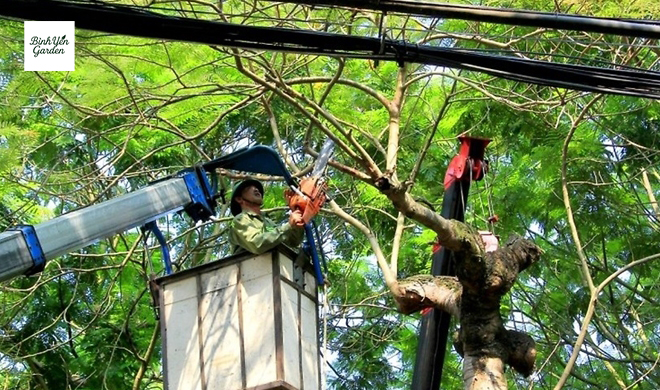 cắt tỉa cây xanh