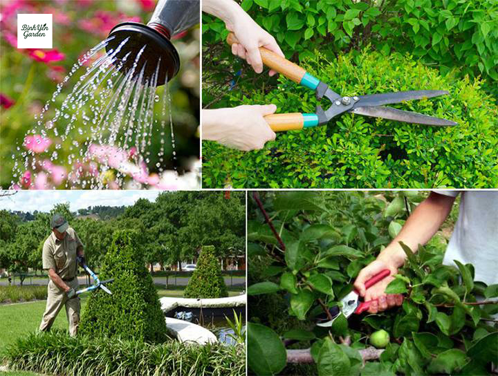 cắt tỉa cây xanh