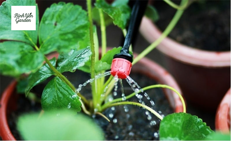 thi công hệ thống tưới cây tự động