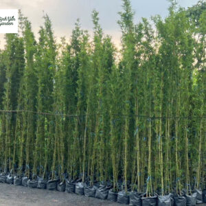 Cây Trúc Quân Tử