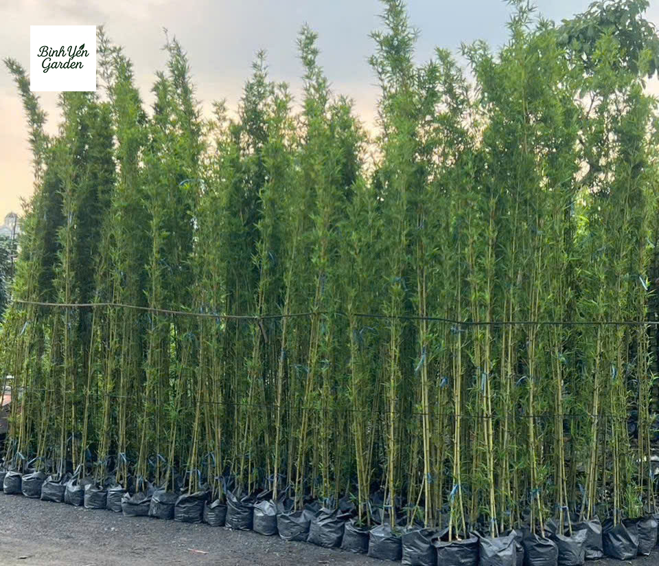 Cây Trúc Quân Tử